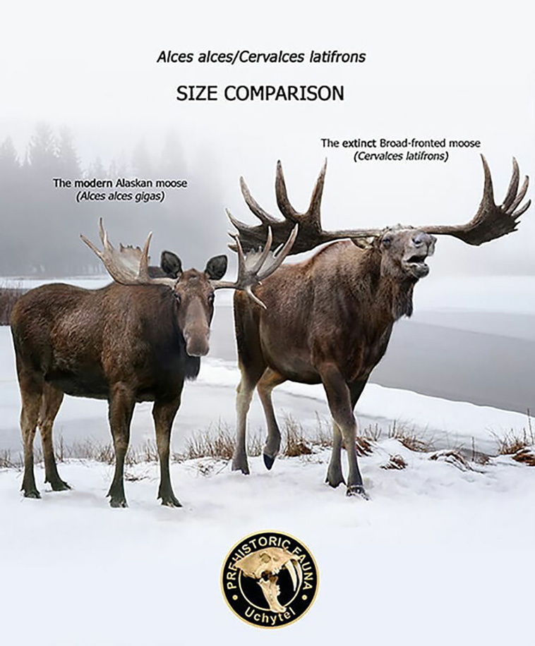 size comparisons