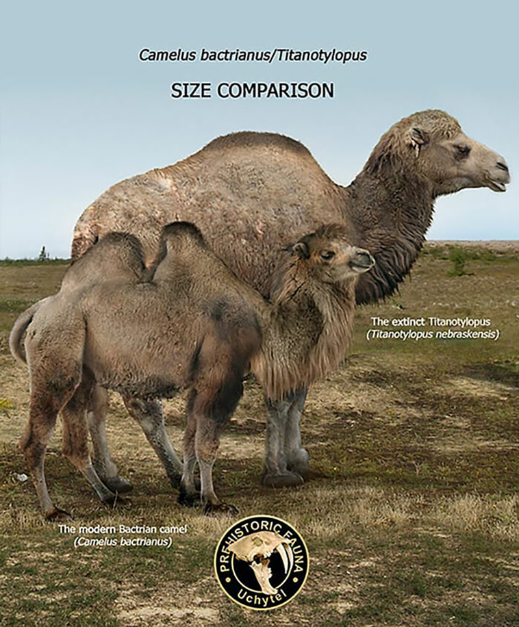 size comparisons