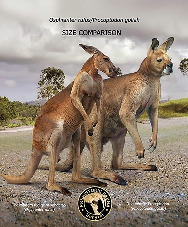 size comparisons