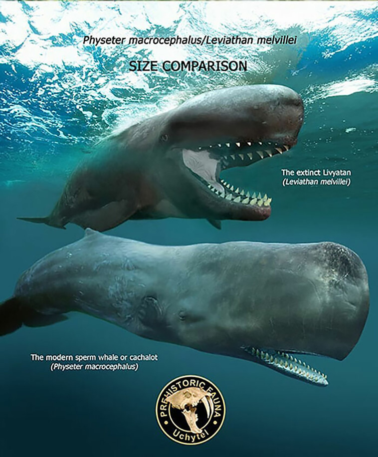 size comparisons