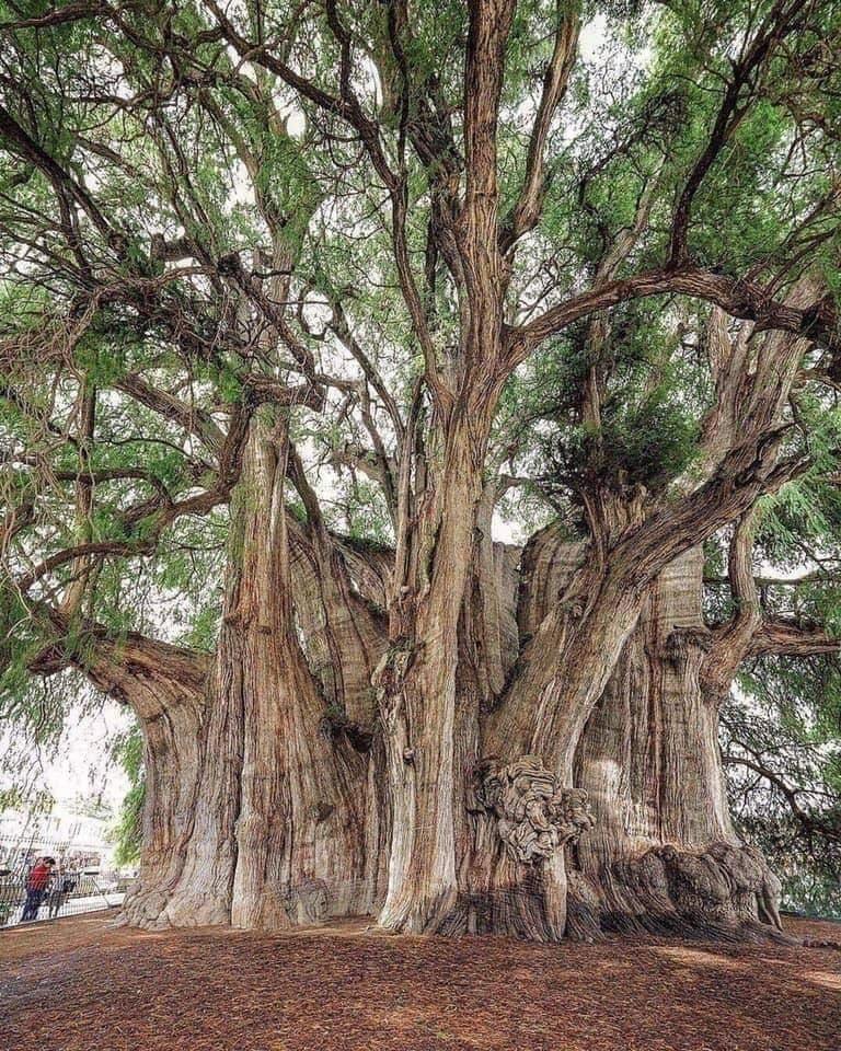 tula tree