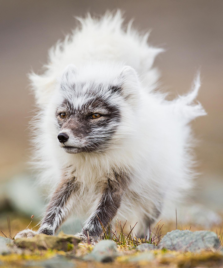  Arctic Fox changing coat