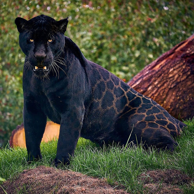 black jaguar