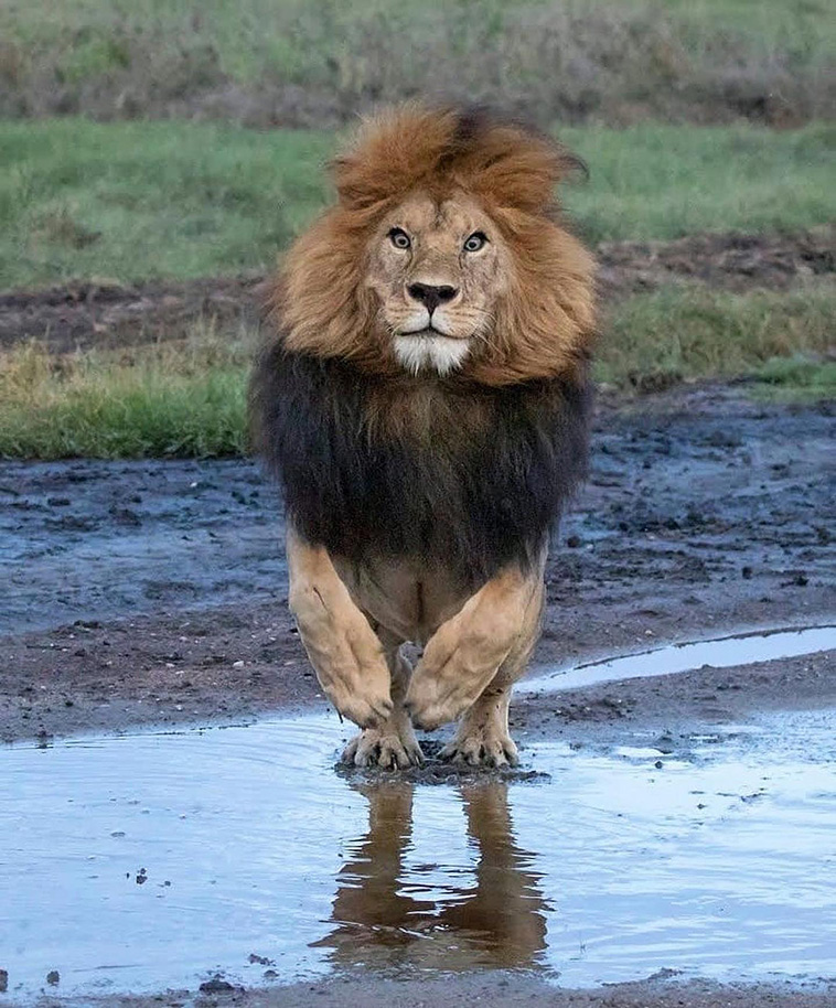 lion facial expression