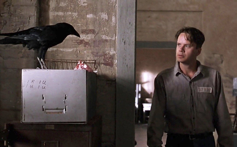 Tim Robbins learned a lot about crows