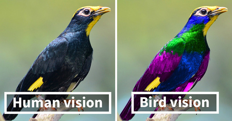 bird vision