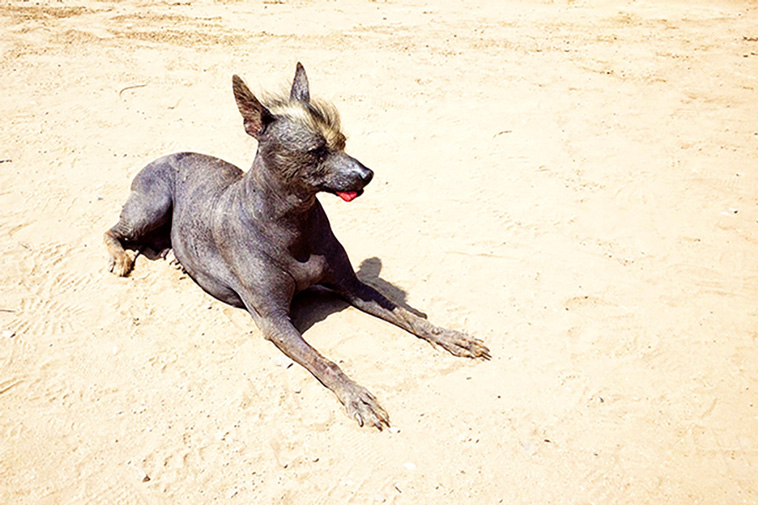 Hairless Mexican Dog