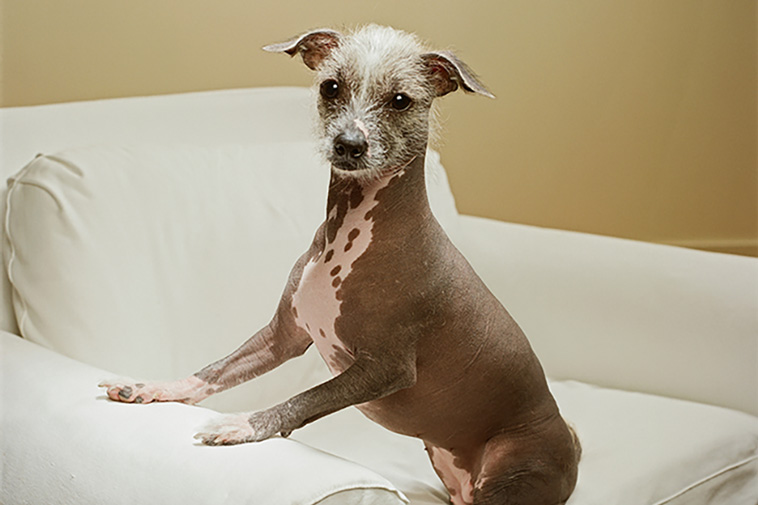 Hairless Mexican Dog