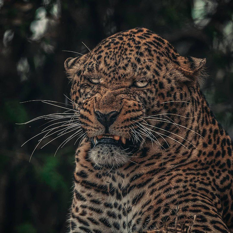 leopard-looks-like-disney-villian