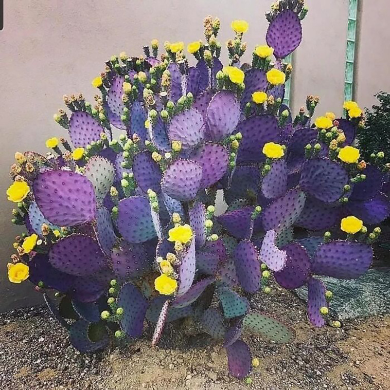mysterious plants