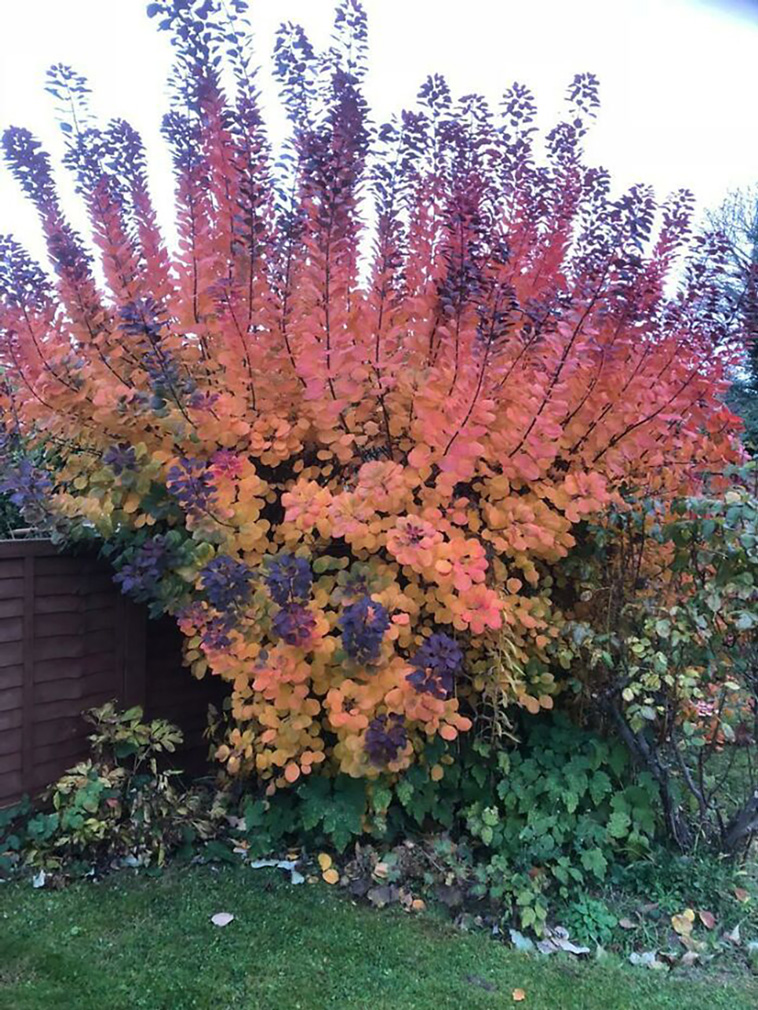 mysterious plants