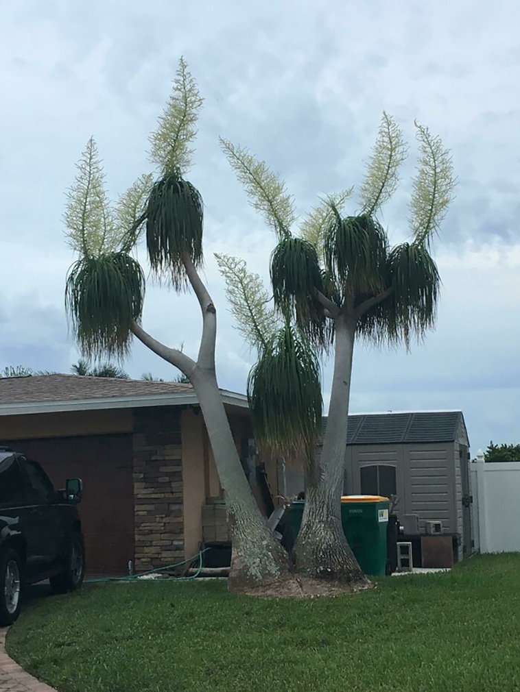 mysterious plants