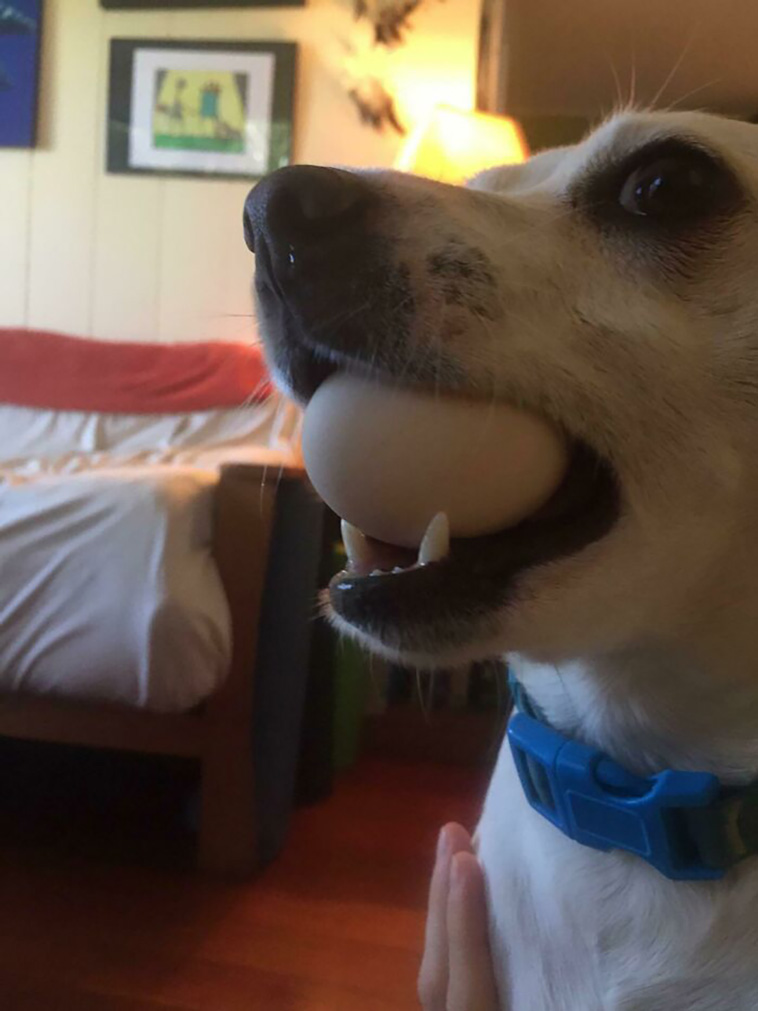 stealing food