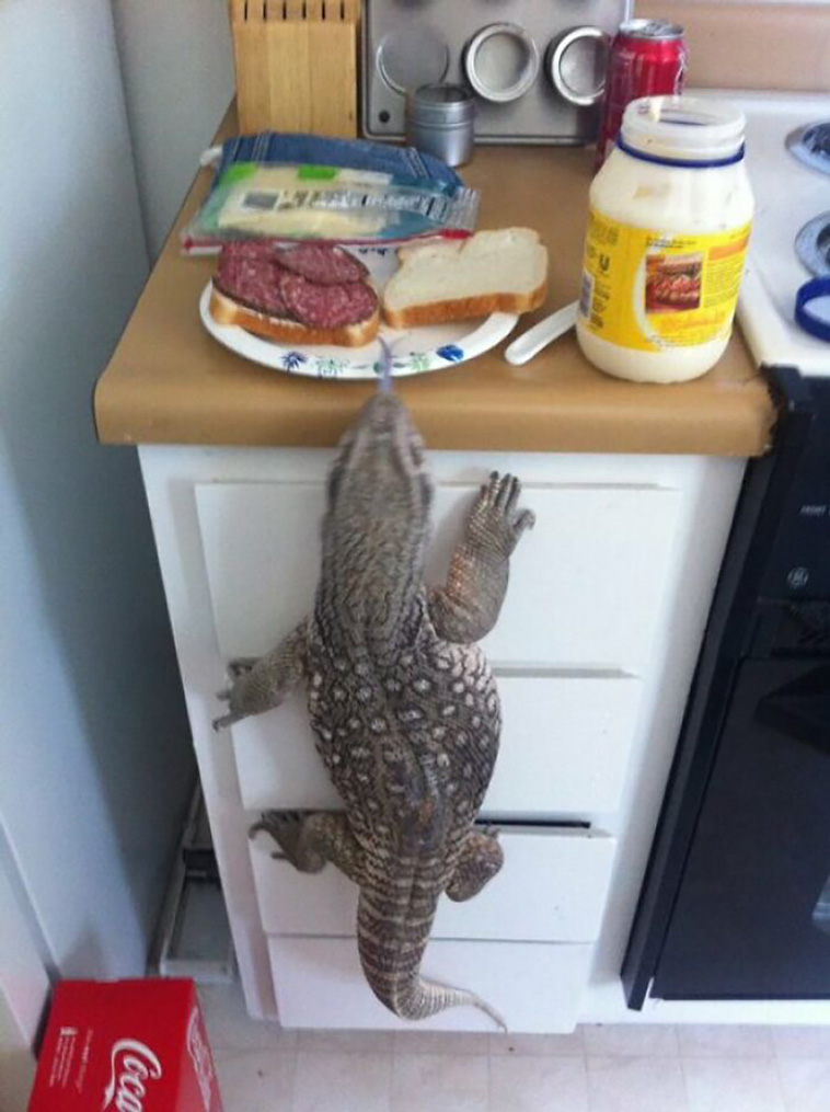 stealing food