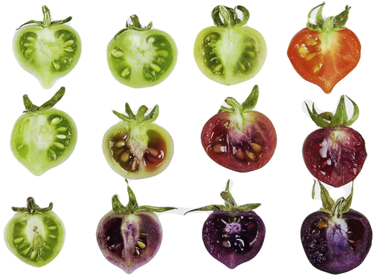genetically modified purple tomato