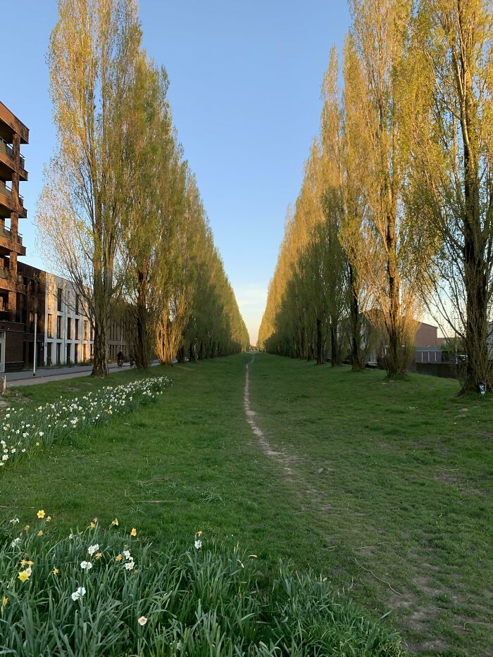 desire paths