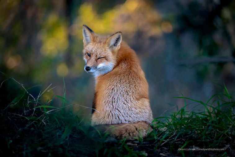 Comedy Wildlife