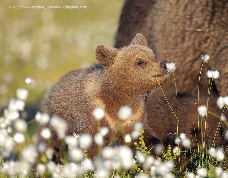 Comedy Wildlife