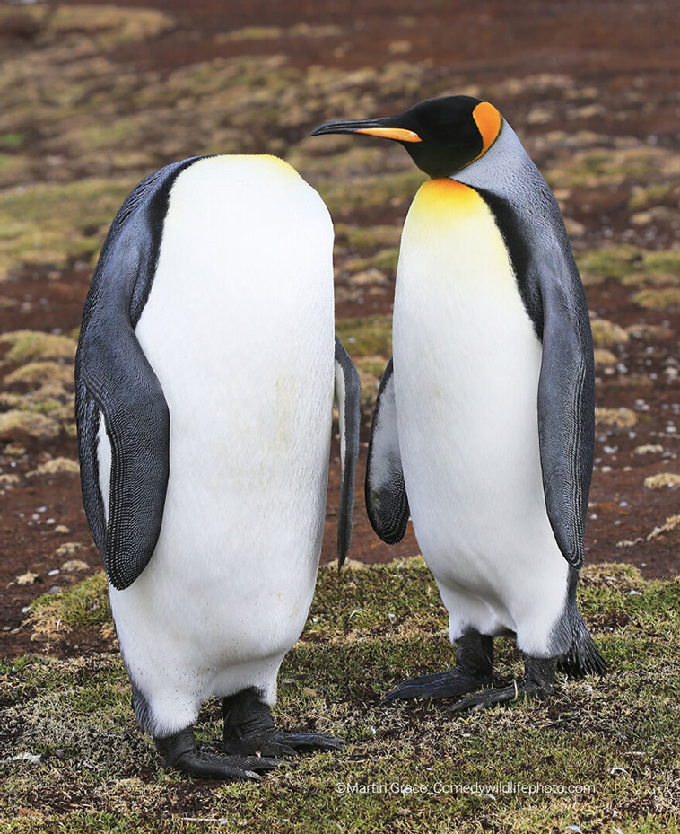 Comedy Wildlife