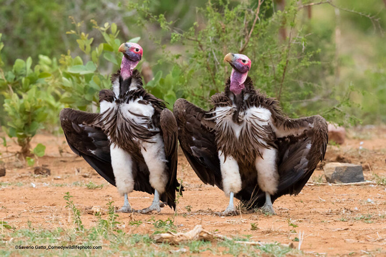 Comedy Wildlife