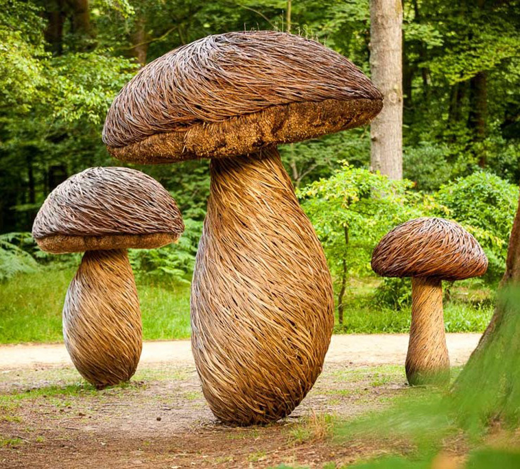 Tom Hare mushrooms