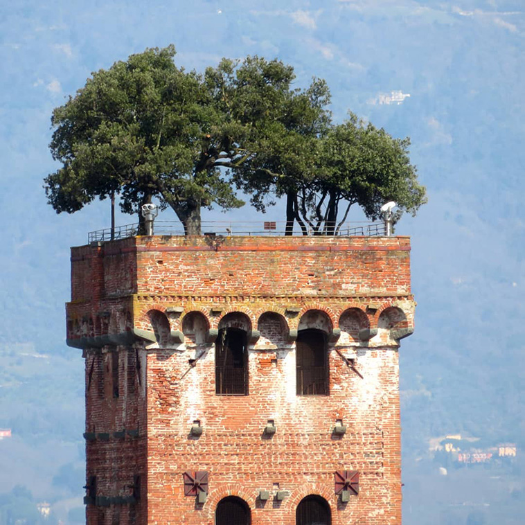 Guinigi Tower in Lucca, Italy
