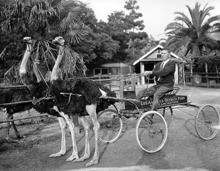 ostrich carriages