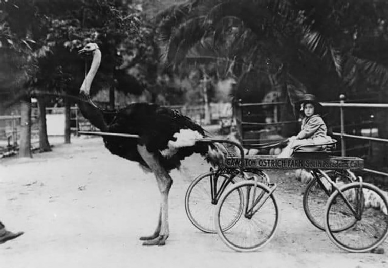 unusual animals pulling carts