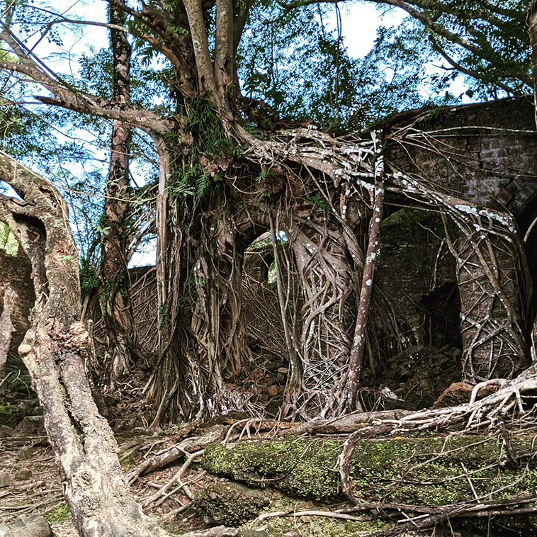 ross island roots