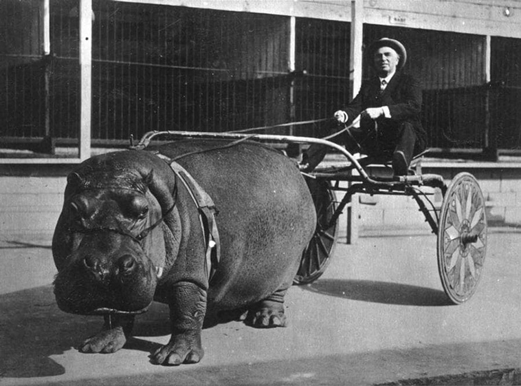 unusual animals pulling carts