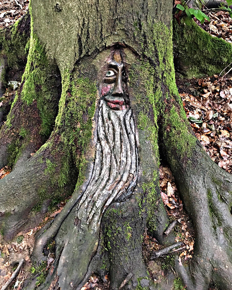 faces of the bingen forest