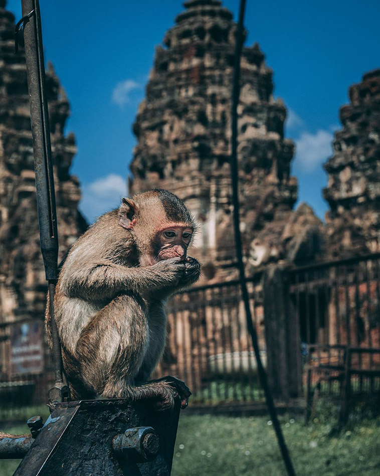 Ayutthaya Park monkey