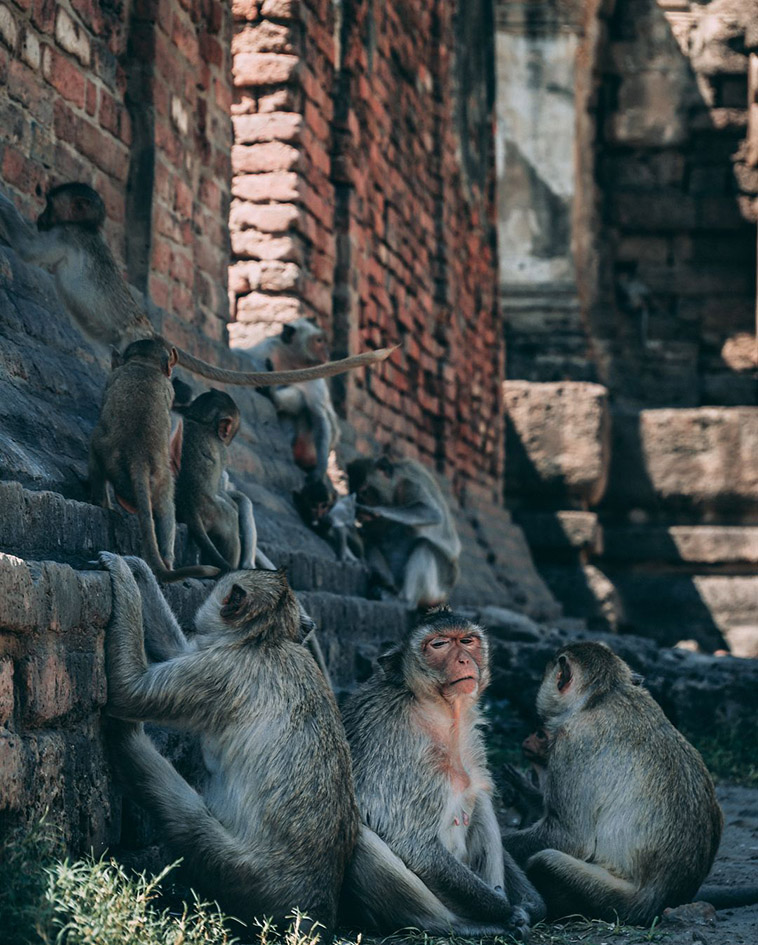 Ayutthaya Park monkeys