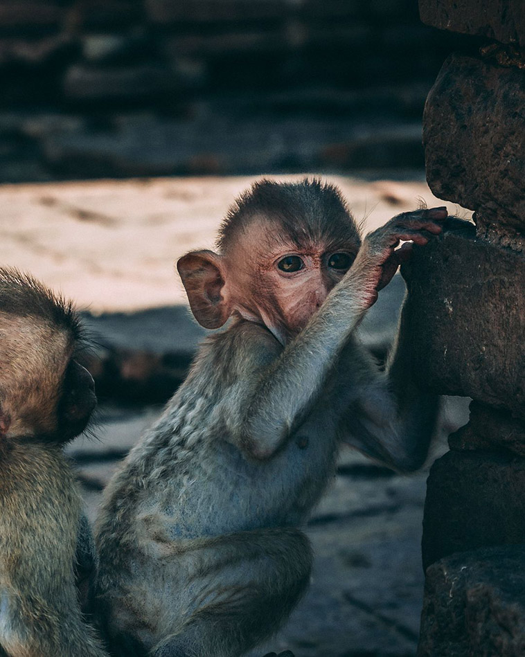 Ayutthaya Park little monkey