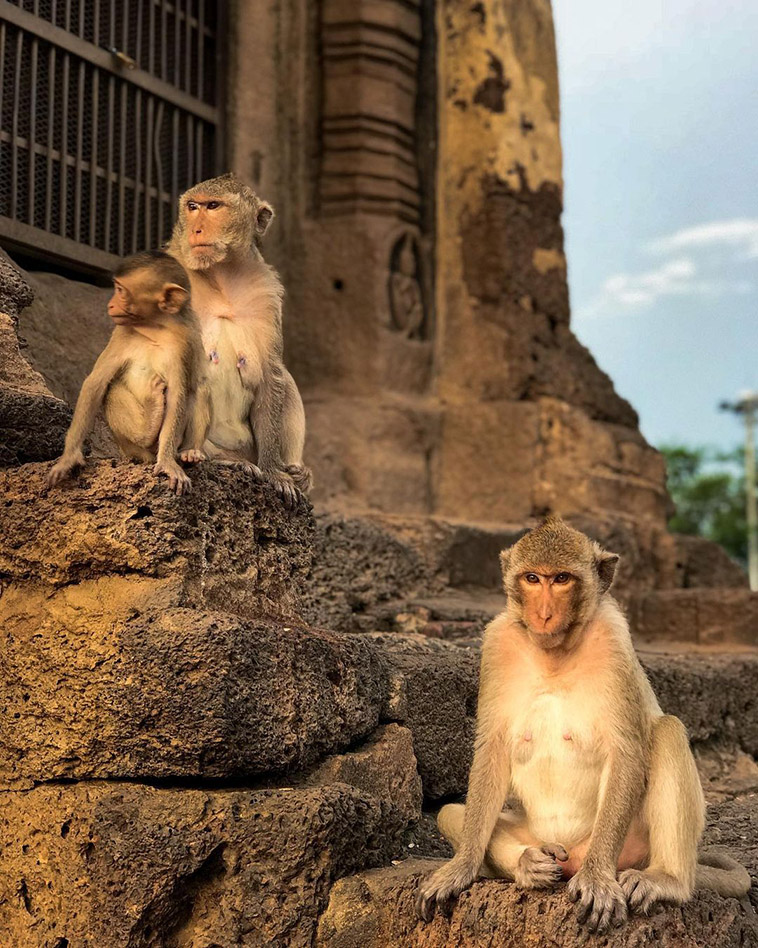 Ayutthaya Park monkeys on temple stairs
