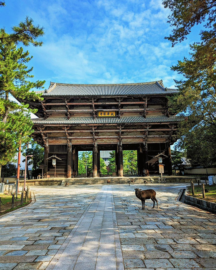 Todaiji Temple deer