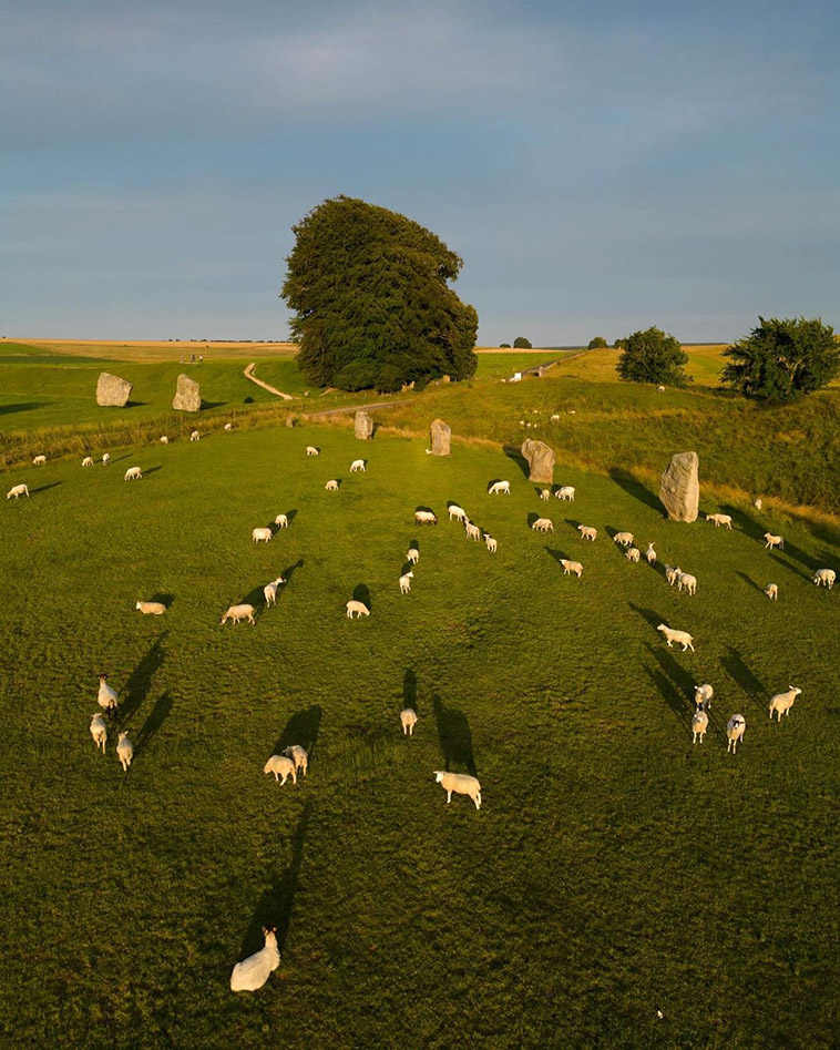 Avebury Henge sheep