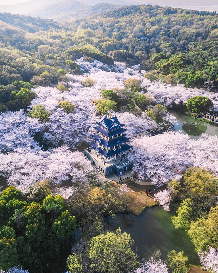 Yuantouzhu Island and Cherry Blossom Festival