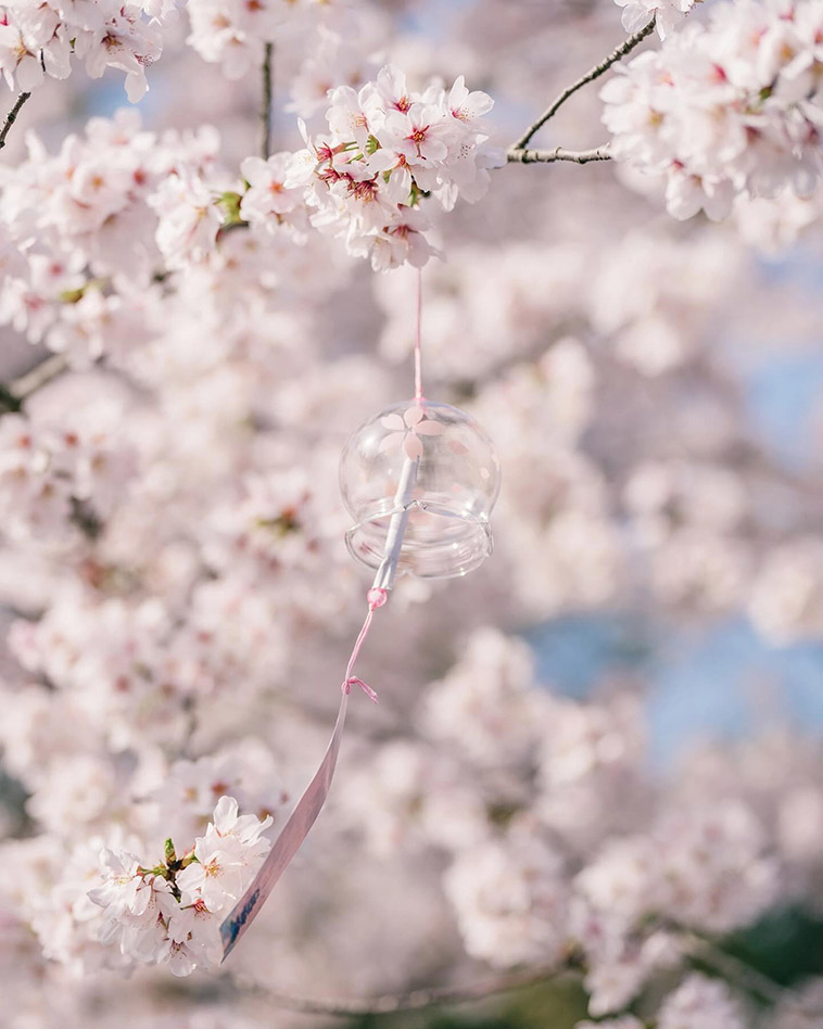 Yuantouzhu Island cherry blossom flower
