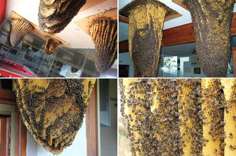 Museum of Bees spain