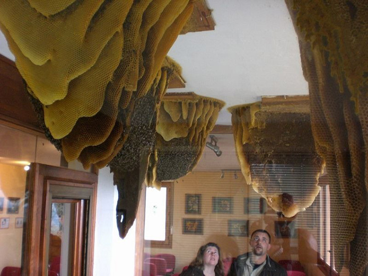Museum of Bees spain
