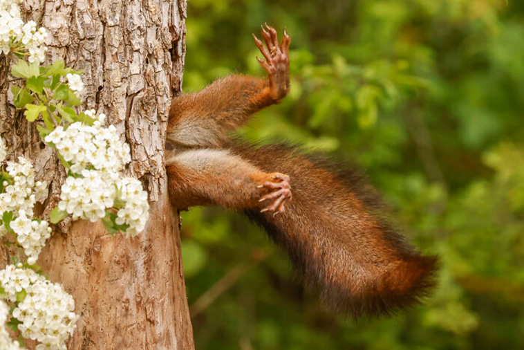 Nikon Comedy Wildlife Awards 2024