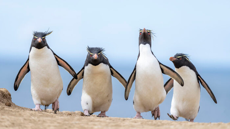 Nikon Comedy Wildlife Awards 2024