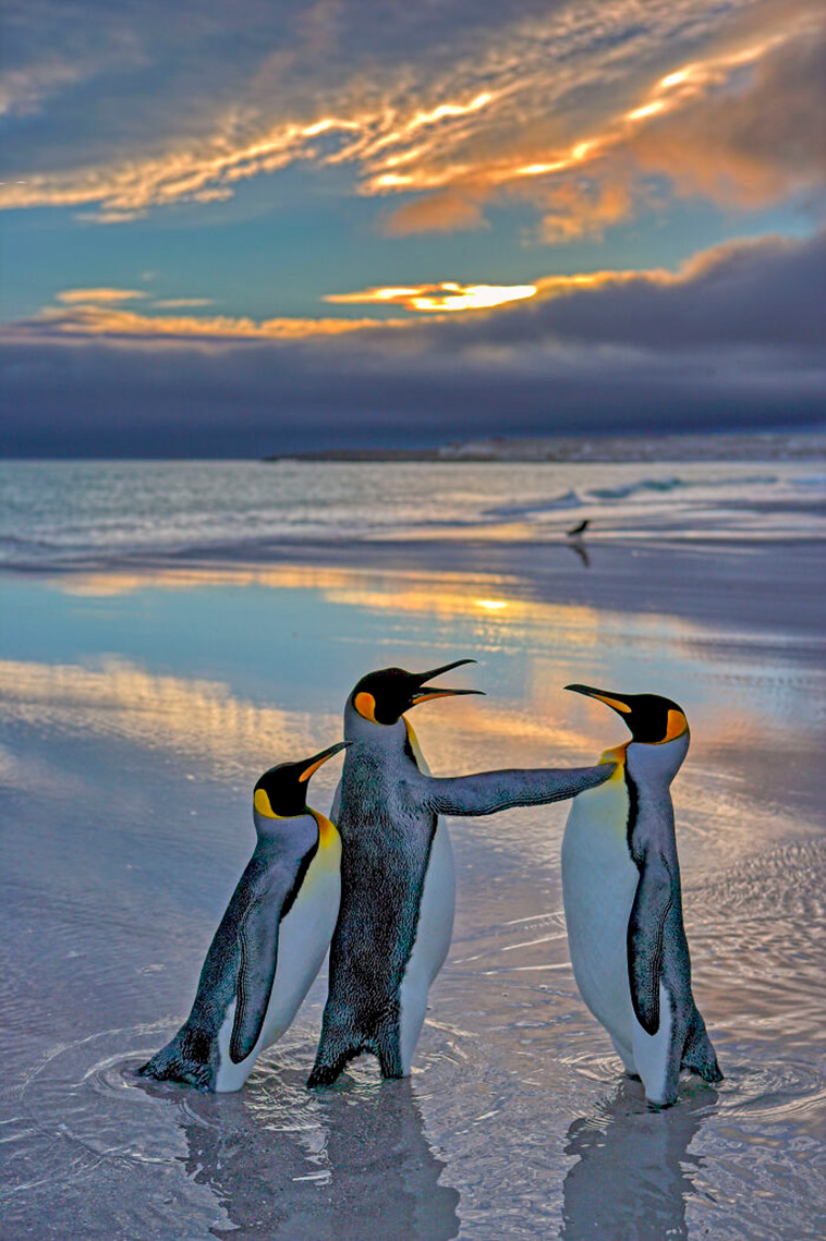 Nikon Comedy Wildlife Awards 2024
