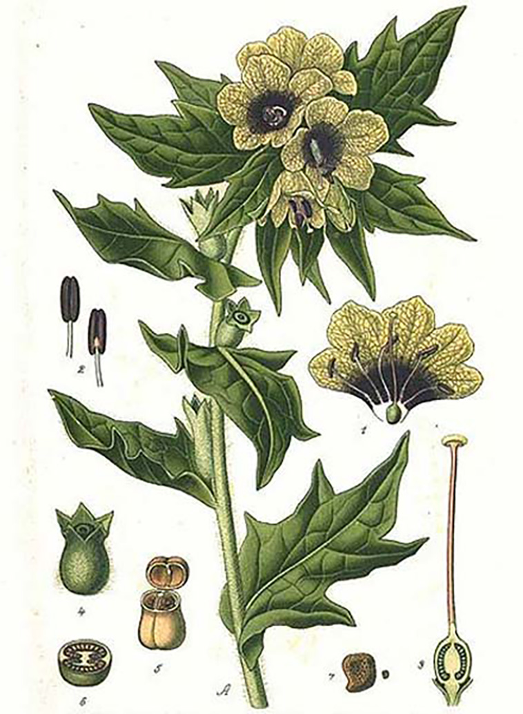 poisonous plant